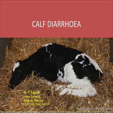 Calf diarrhoea
