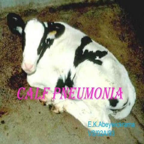 Calf Pneumonia Fever 39.3 C Source