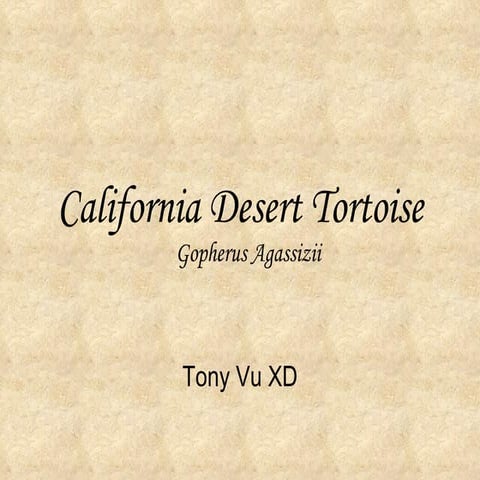 California Desert Tortoise