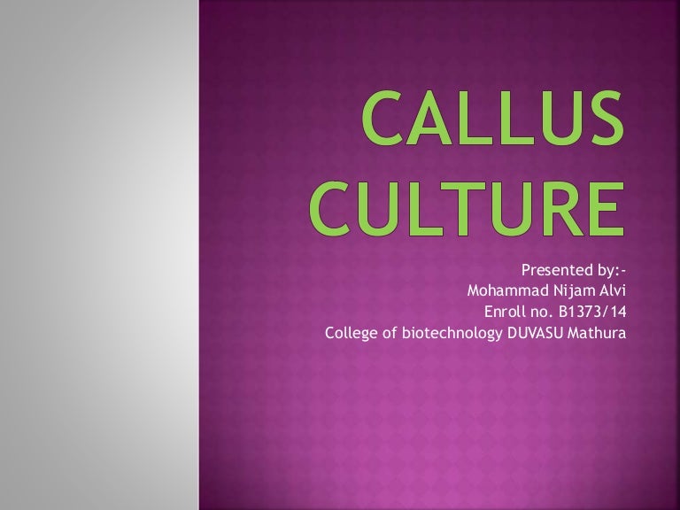 Callus culture