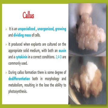 Callus culture