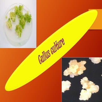Callus culture ppt