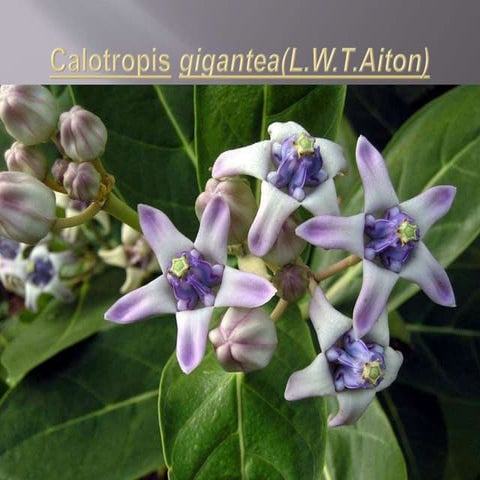 Calotropis gigantea (crown flower) | PPTX