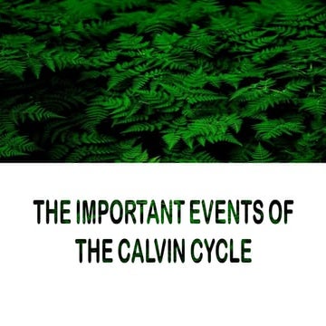 calvin-cycle.pptx general biology 1 lessons