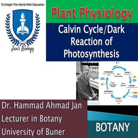 Calvin cycle | PPTX