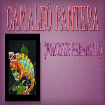 Camaleó pantera