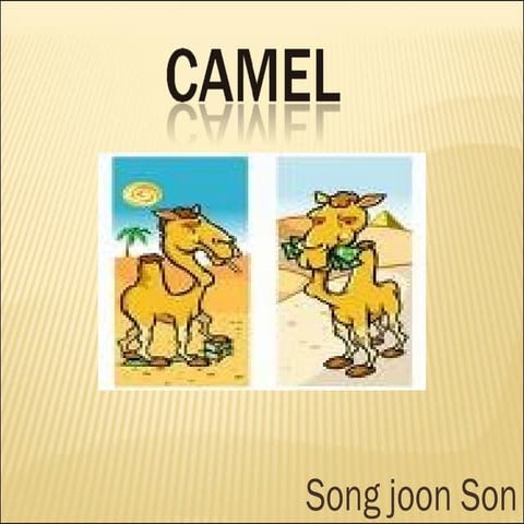 Camel