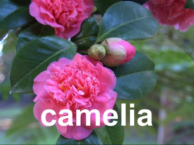 Camelia 
