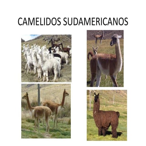 Camelidos Sudamericanos