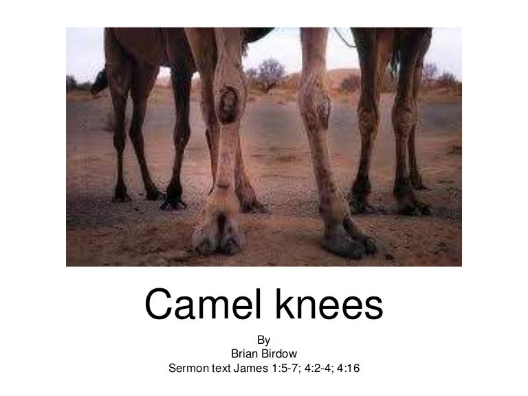 Camel Knees James 1 5 7