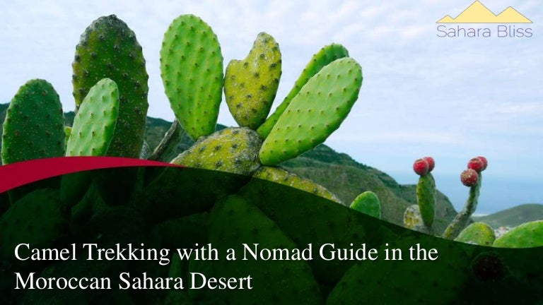 Camel Trekking With A Nomad Guide In The Moroccan Sahara Desert