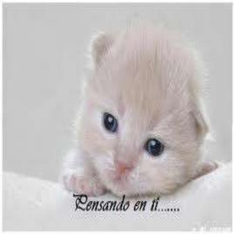 Camila bernero valeria iguaran