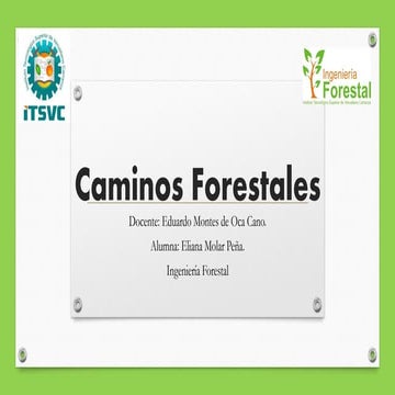 Caminos Forestales