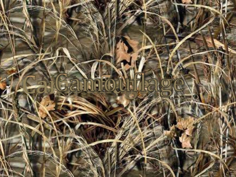 Camouflage And Mimicry Evolution Power Point