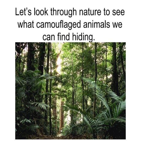 Camouflaged animals
