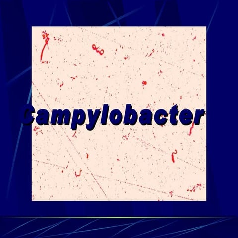 Campylobacter