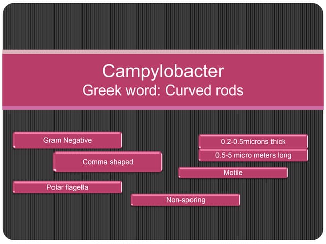 Campylobacter 