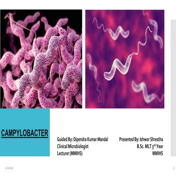 Campylobacter.pptx