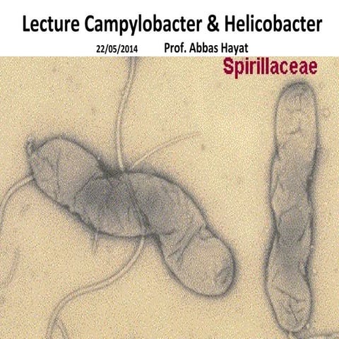 Campylobacter & Helicobacter