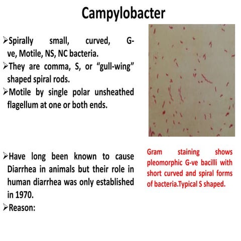 Campylobacter & helicobacter dr. negi