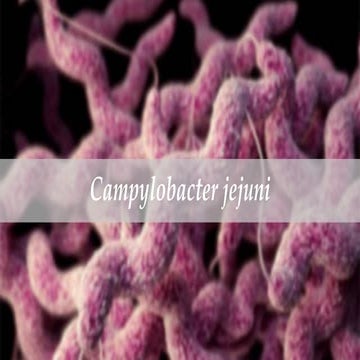 Campylobacter jejuni