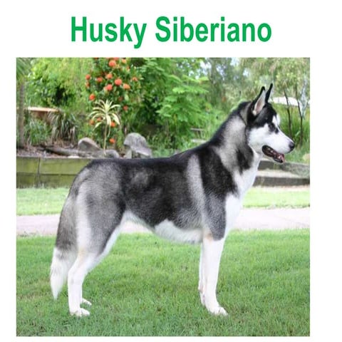 Exposicion husky | PPT