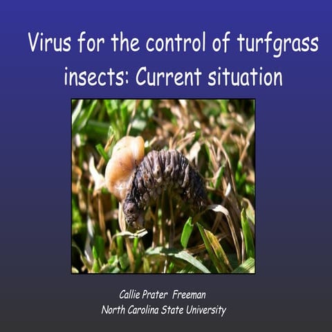 Using a naturally occurring virus to manage insects in turfgrass: Current sit...
