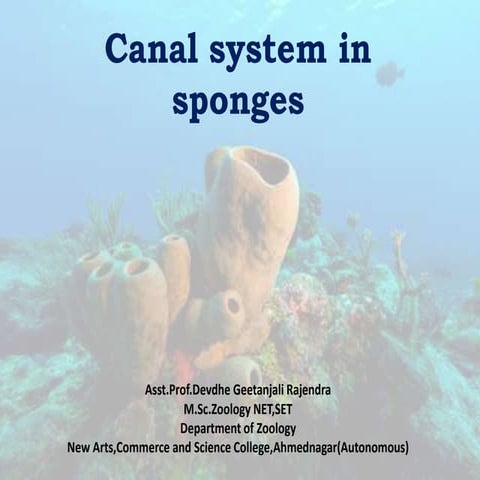 Canal system in sponges.pptx