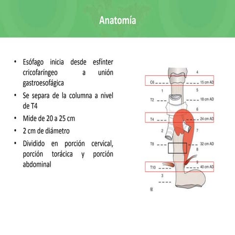 Cancer de esófago - Anatomia , clinica , tratamiento del cancer de ...