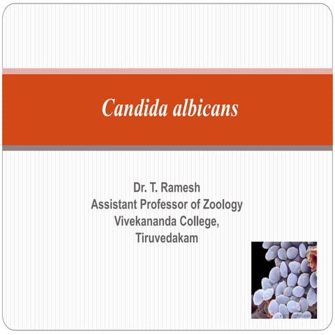 Candida albicans