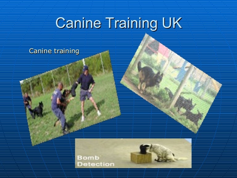 k9 training school and Canine training