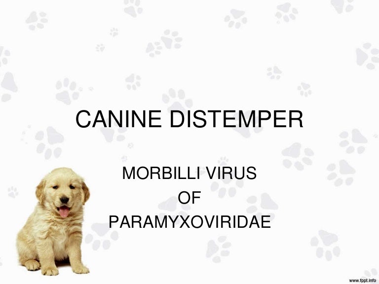 Canine distemper