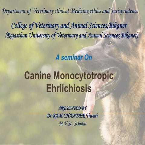 Canine ehrlichiosis
