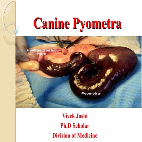 Canine pyometra