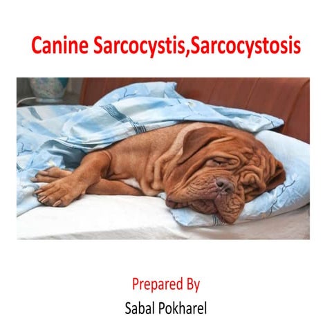 Canine sarcocystis,sarcocystosis