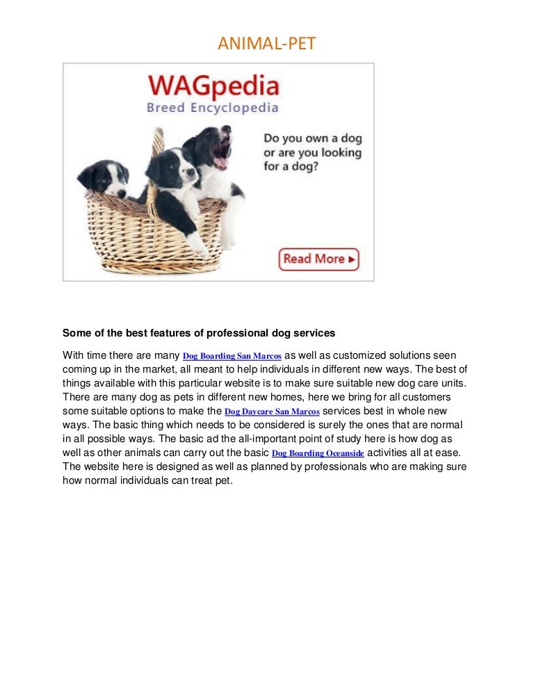 k9 training and doggy daycare