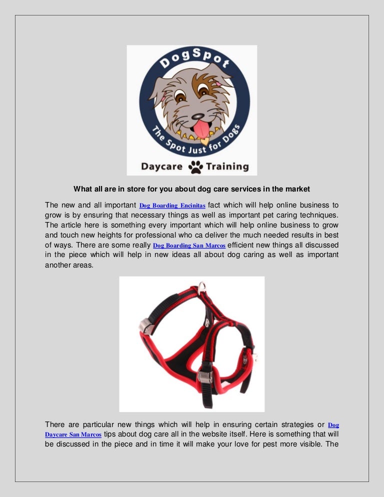 k9 training and doggy daycare