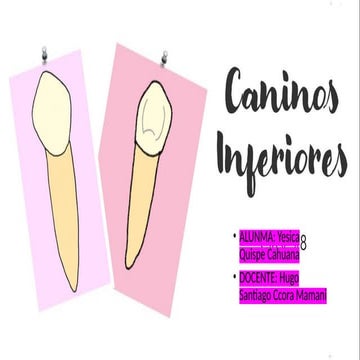 CANINOS INFERIORES | PPTX
