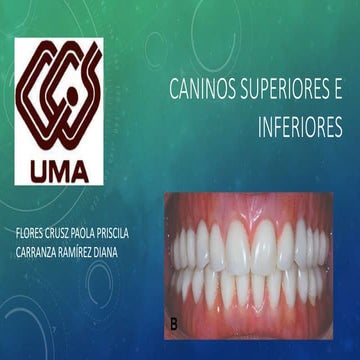 Canino inferior | PPTX