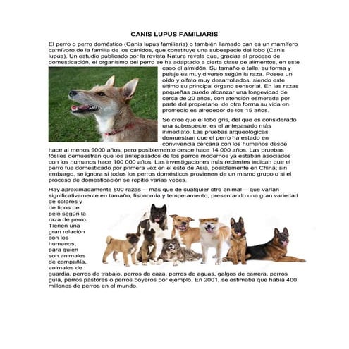 Canis lupus familiaris | PDF