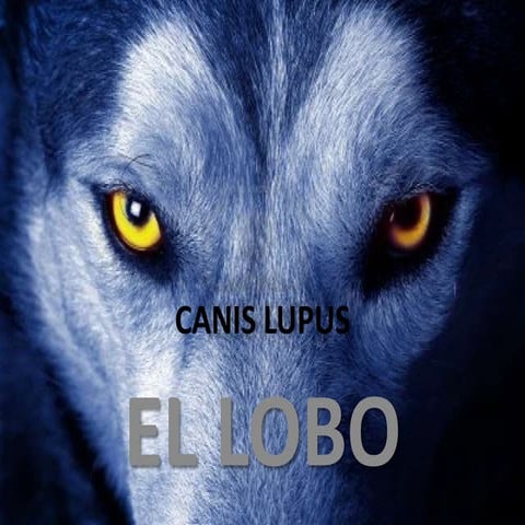 Canis lupus salva arias