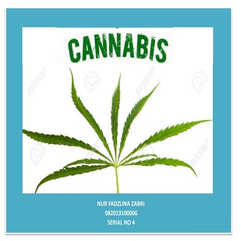 Cannabis