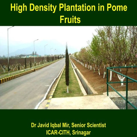 Canopy Managament and HDP in apple.ppt