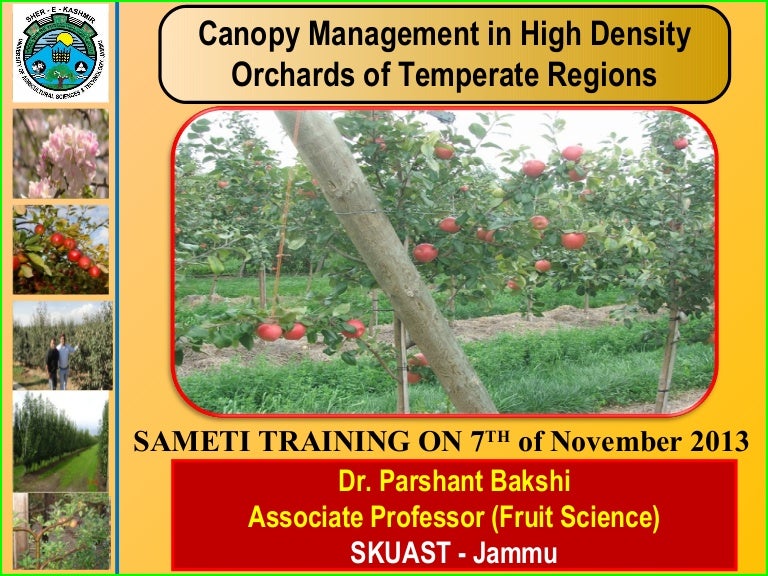 Canopy management in fruits