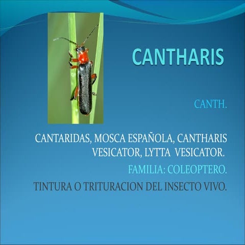Cantharis | PPT