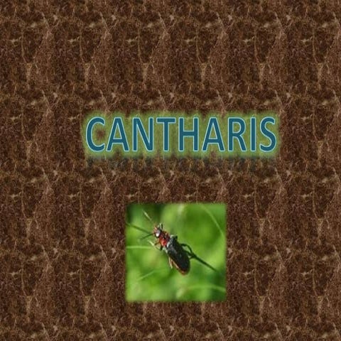 Cantharis PPT