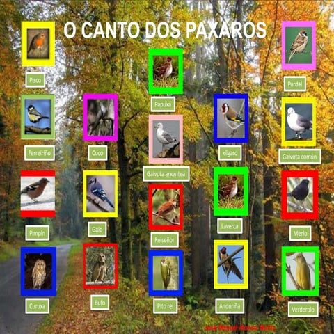 Canto Dos Paxaros