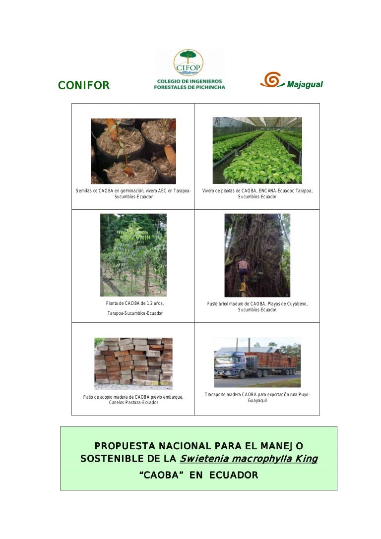 Gr/áfico de crecimiento de madera Animalitos Dida