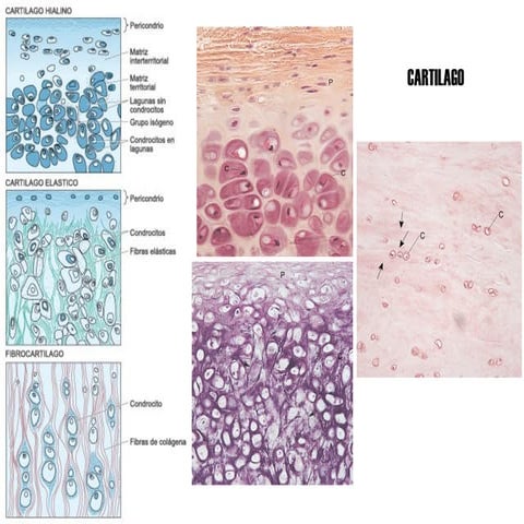 Cap 07-cartilago-hueso | PPT | Bone and Joint Conditions | Diseases and ...