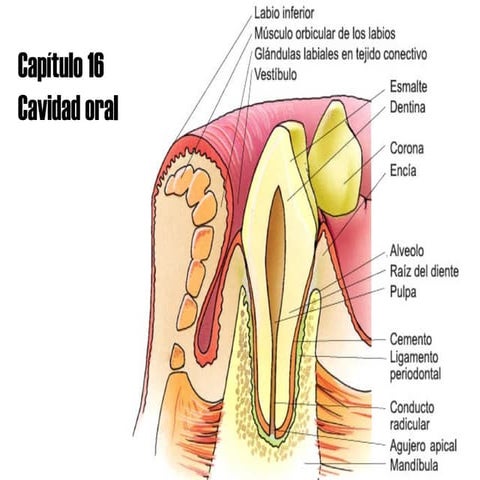 Histología - Cavidad Oral